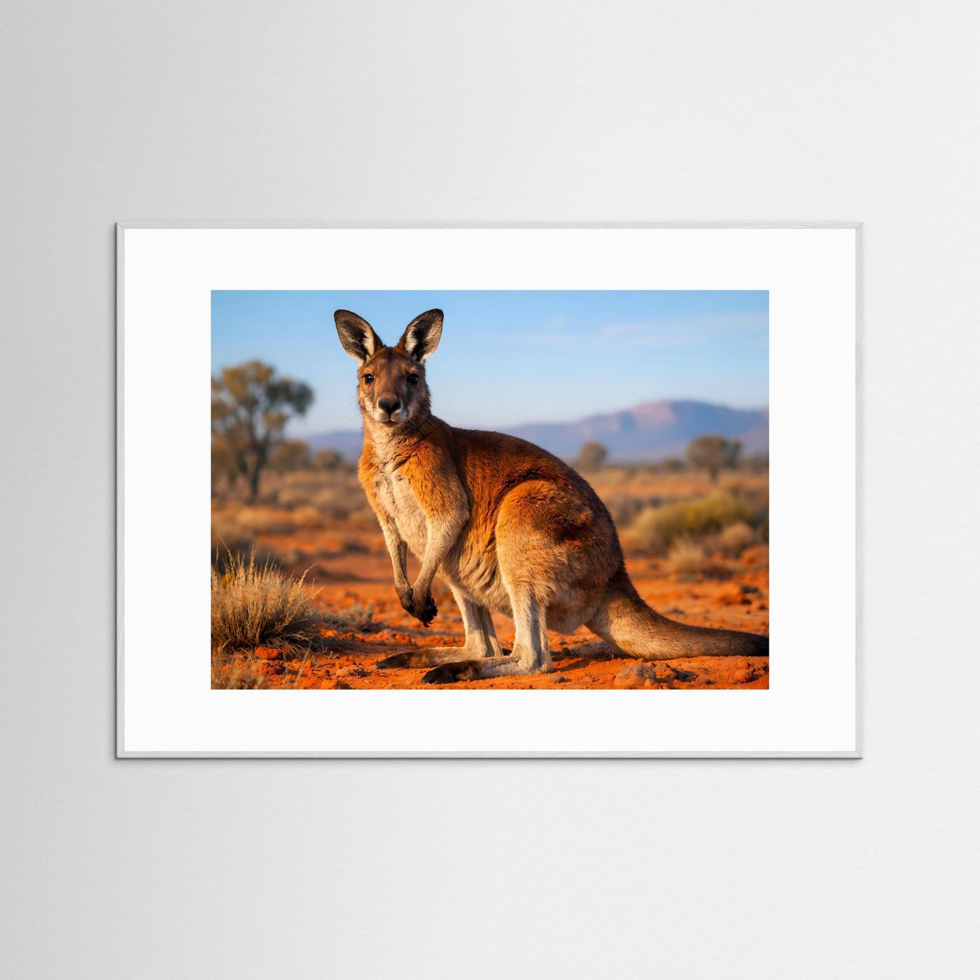 Wildtierposter mit Känguru im Sitzen, horizontal, weißer Rahmen