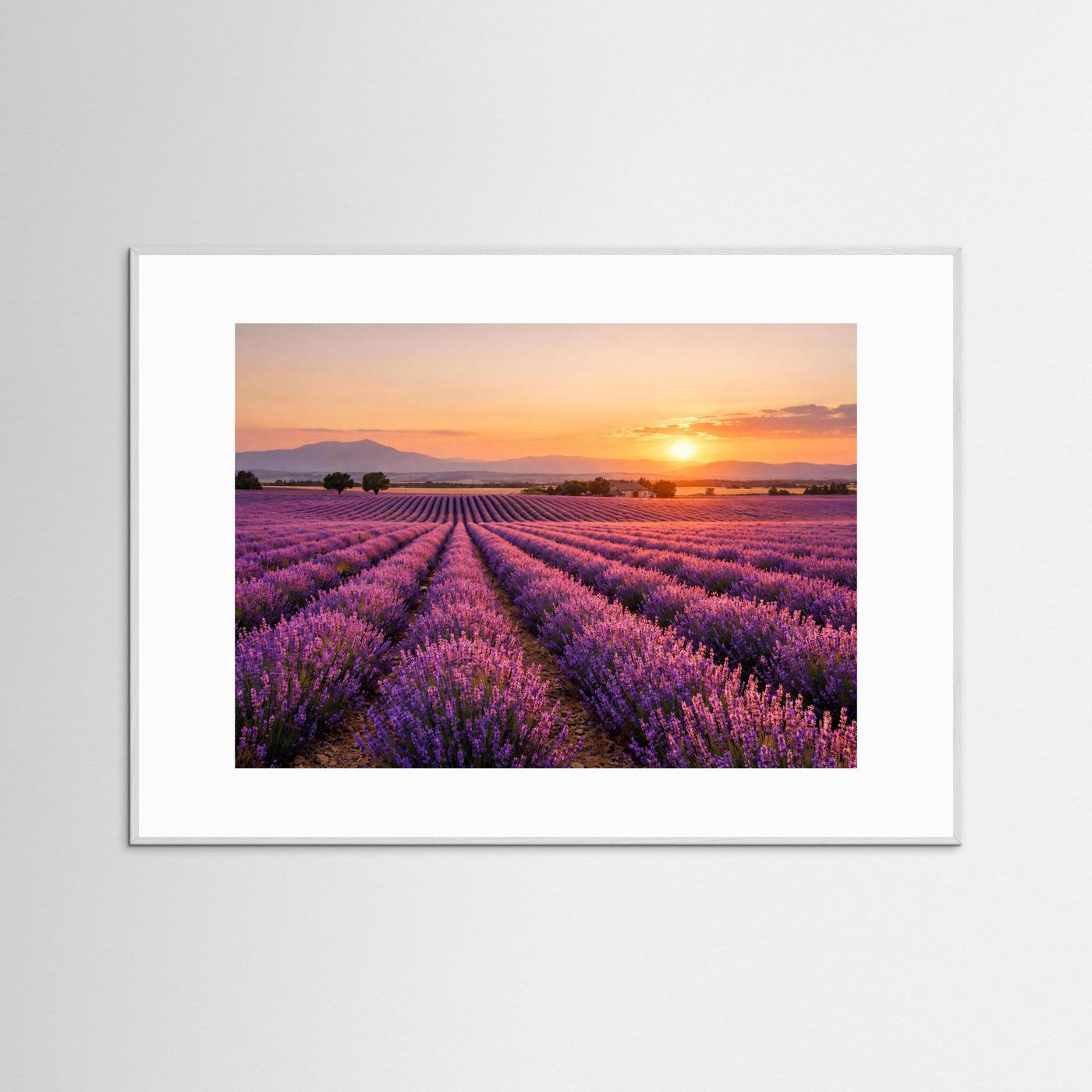 Blühendes Lavendelfeld im Sonnenuntergang | Panorama Provence & Natur Poster Querformat