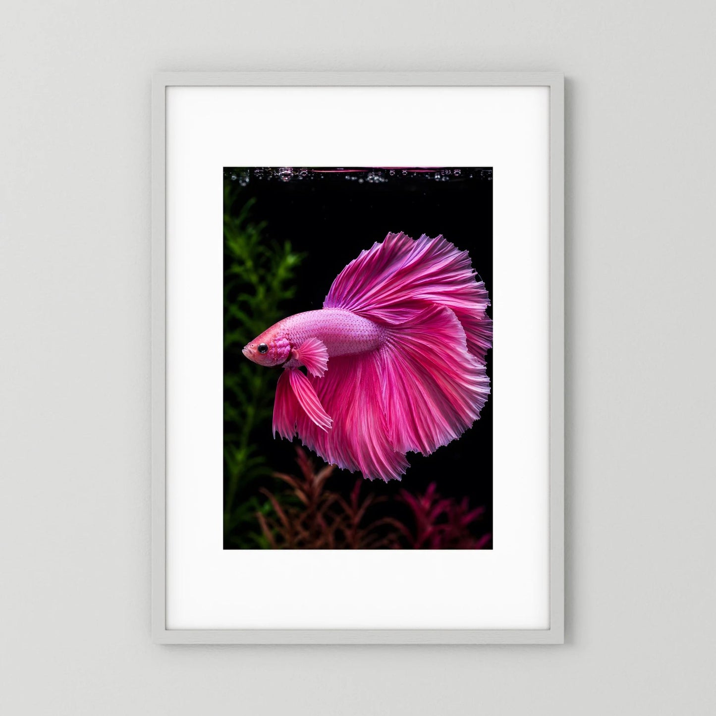 Tierposter im Hochformat mit rosafarbenem Kampffisch, Flossenfächer und seitlicher Ansicht