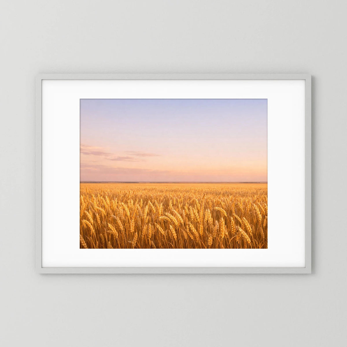 Wandbild im weißen Rahmen: goldenes Kornfeld bei Sonnenuntergang, Querformat