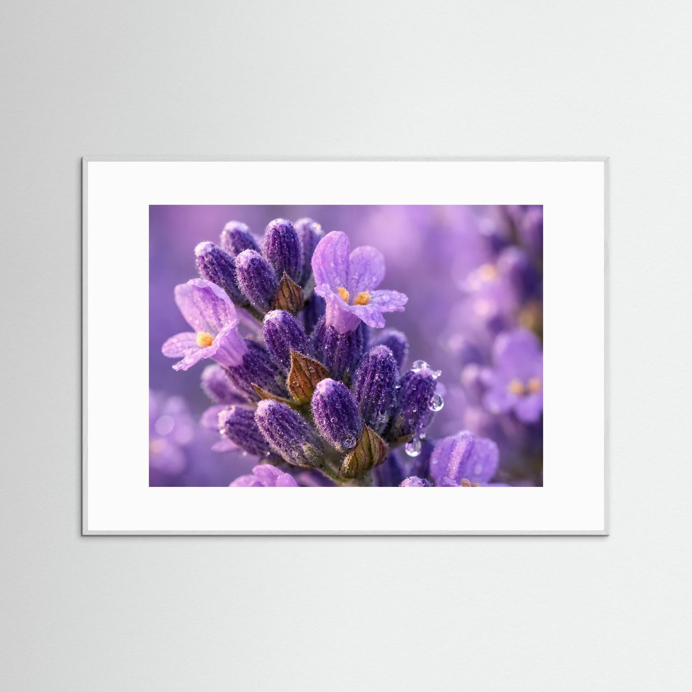 Zarte Lavendelblüten mit Tautropfen | Makro Natur Poster Querformat