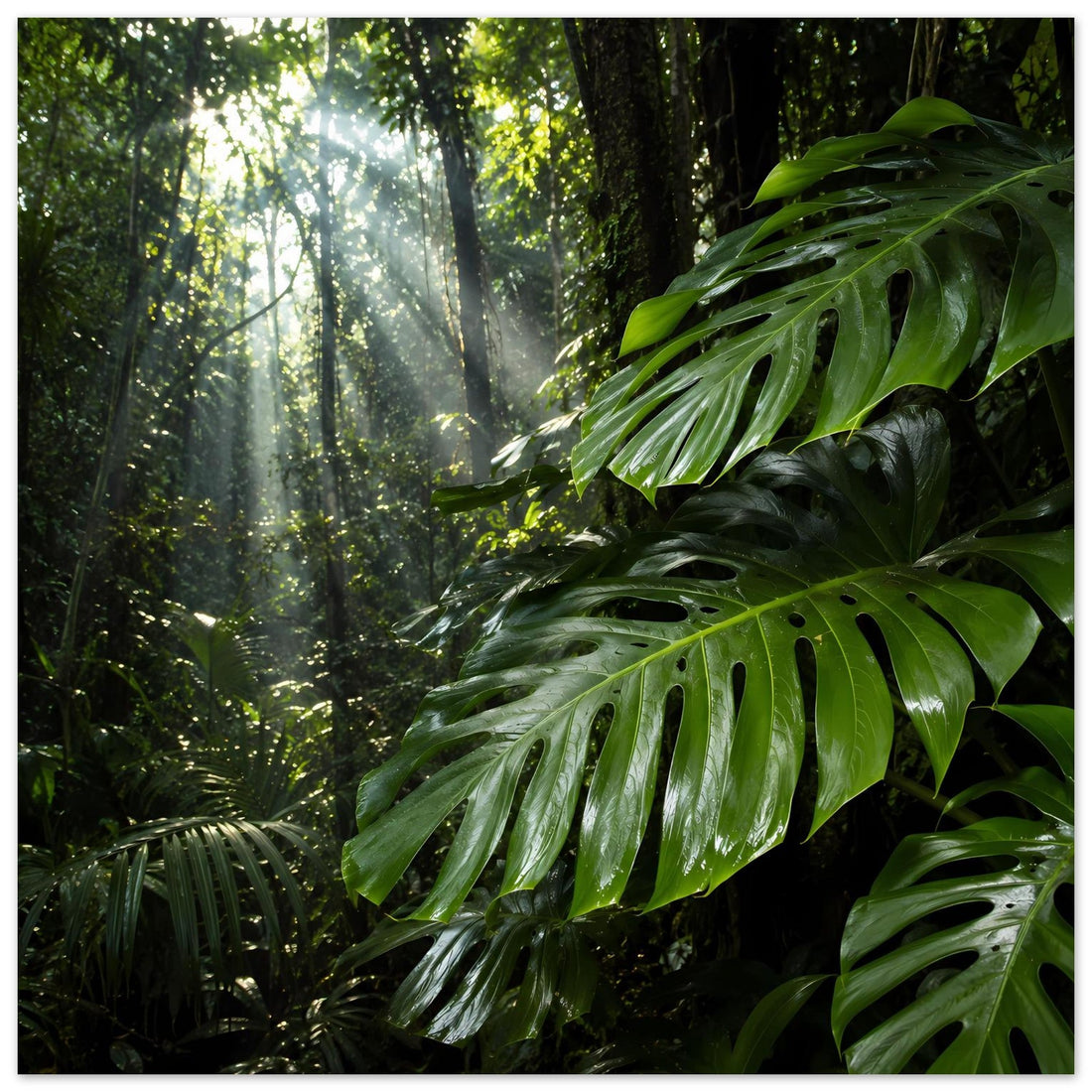 Sonnenlicht im tropischen Monstera-Dschungel Poster