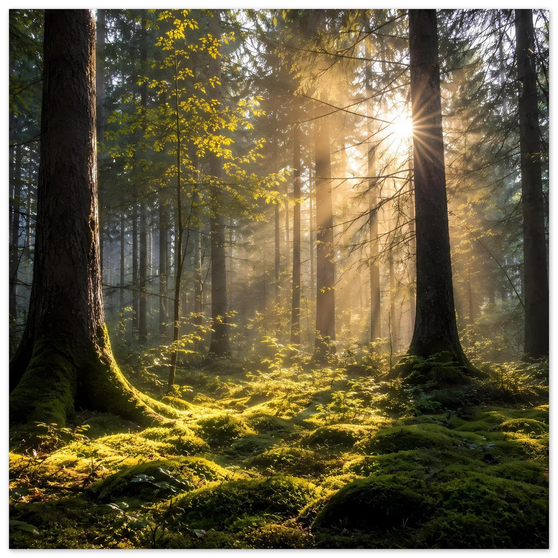 Sonnenstrahlen im grünen Wald als Poster