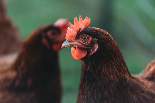 a close up of a chicken with a blurry background