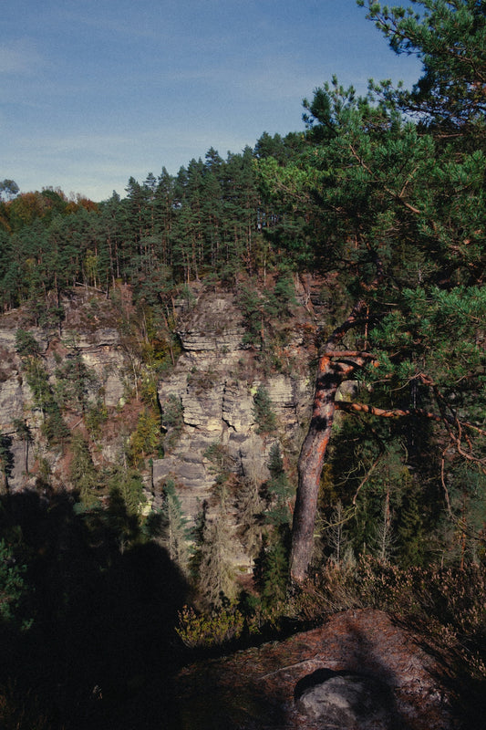 A view of a forest with a cliff in the background