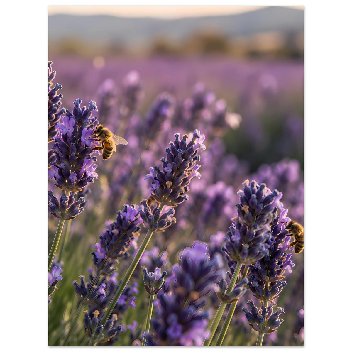 Lavendelblüten-Poster mit violetten Blütenähren im Feld, gelbe Insekten