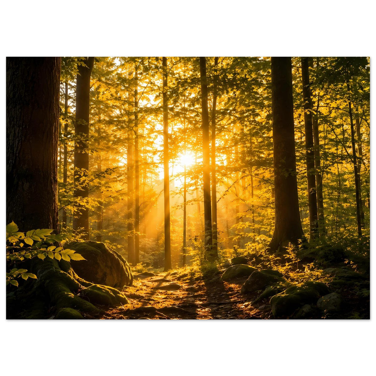 Wandposter querformat: Waldweg im Licht, hohe Baumstämme und gelbes Laub im Gegenlicht