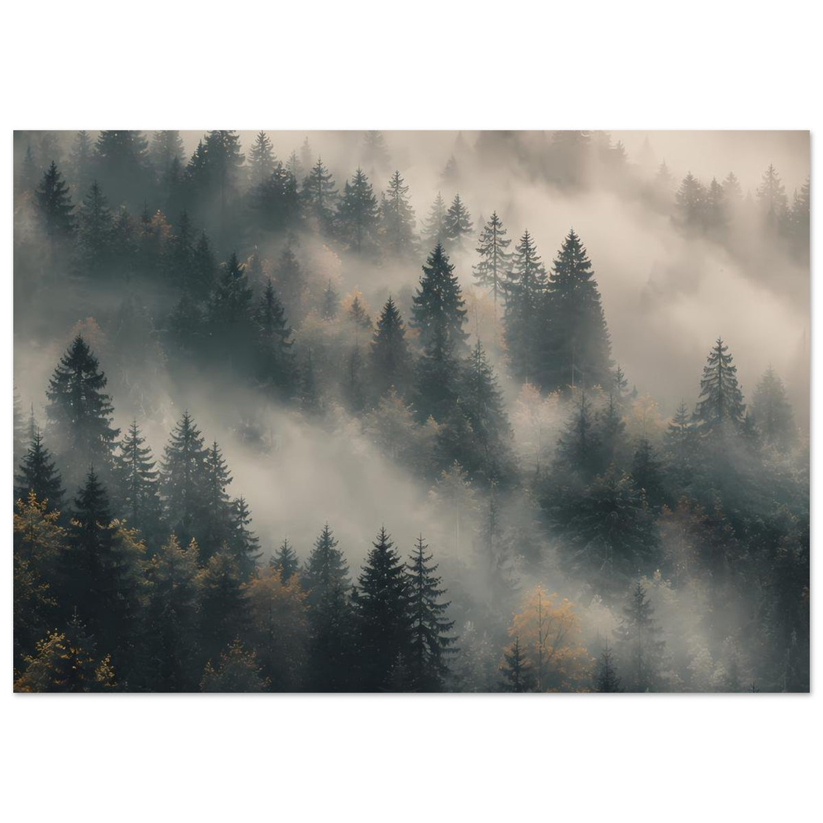 Querformat-Poster: Tannenwald im Nebel, mehrere Baumreihen in kühlen Blautönen