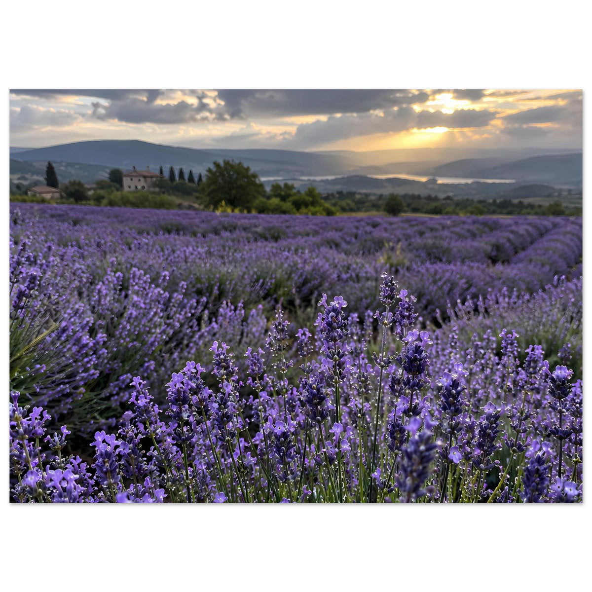 Horizontales Poster mit Lavendelfeld, viele violette Blütenreihen bis zum Horizont