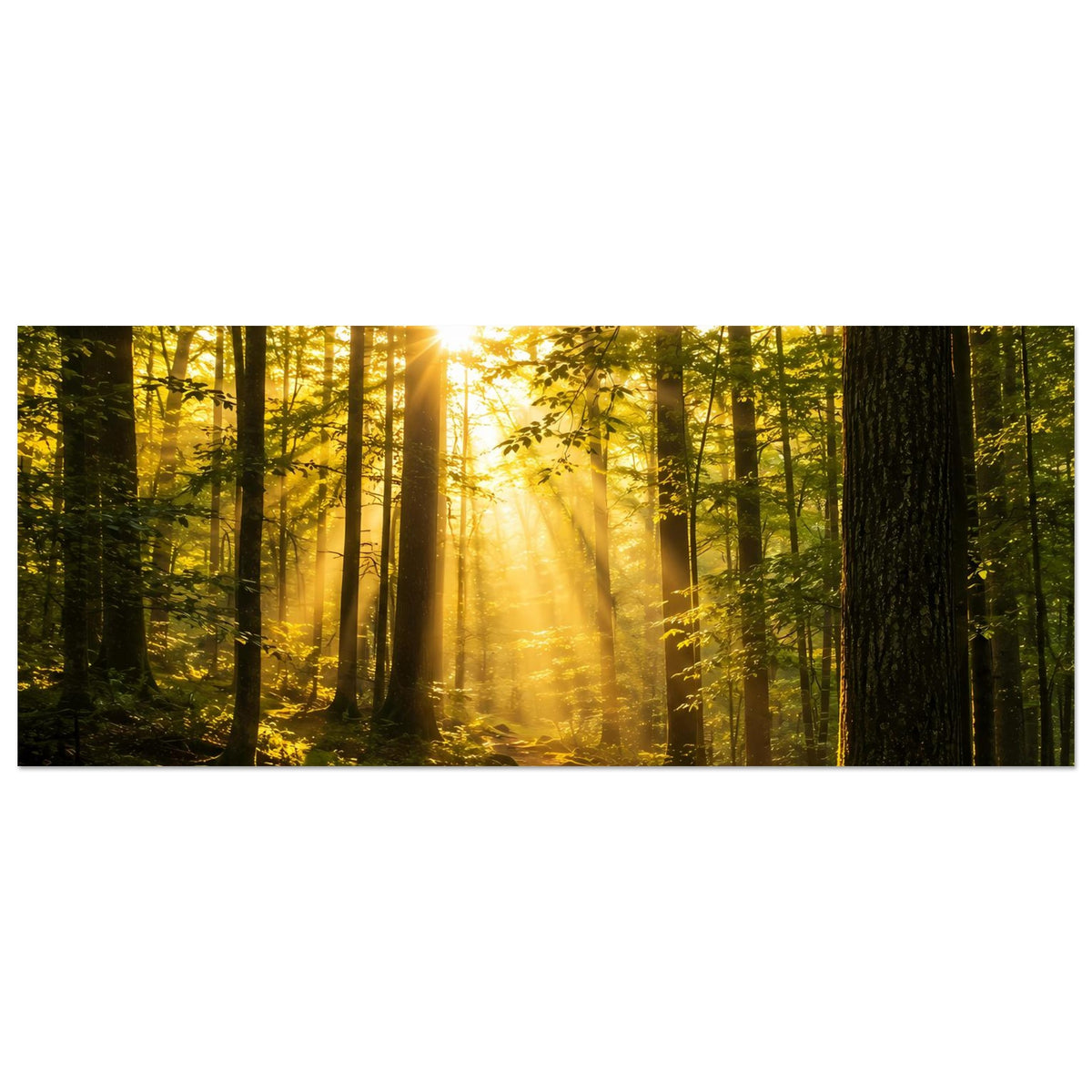 Horizontales Poster mit Sonnenaufgang im Wald, breite Lichtstrahlen zwischen Baumstämmen