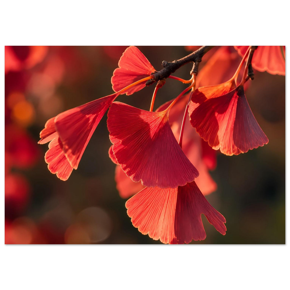 Poster mit roten Ginkgo-Blättern am Zweig, matte Oberfläche