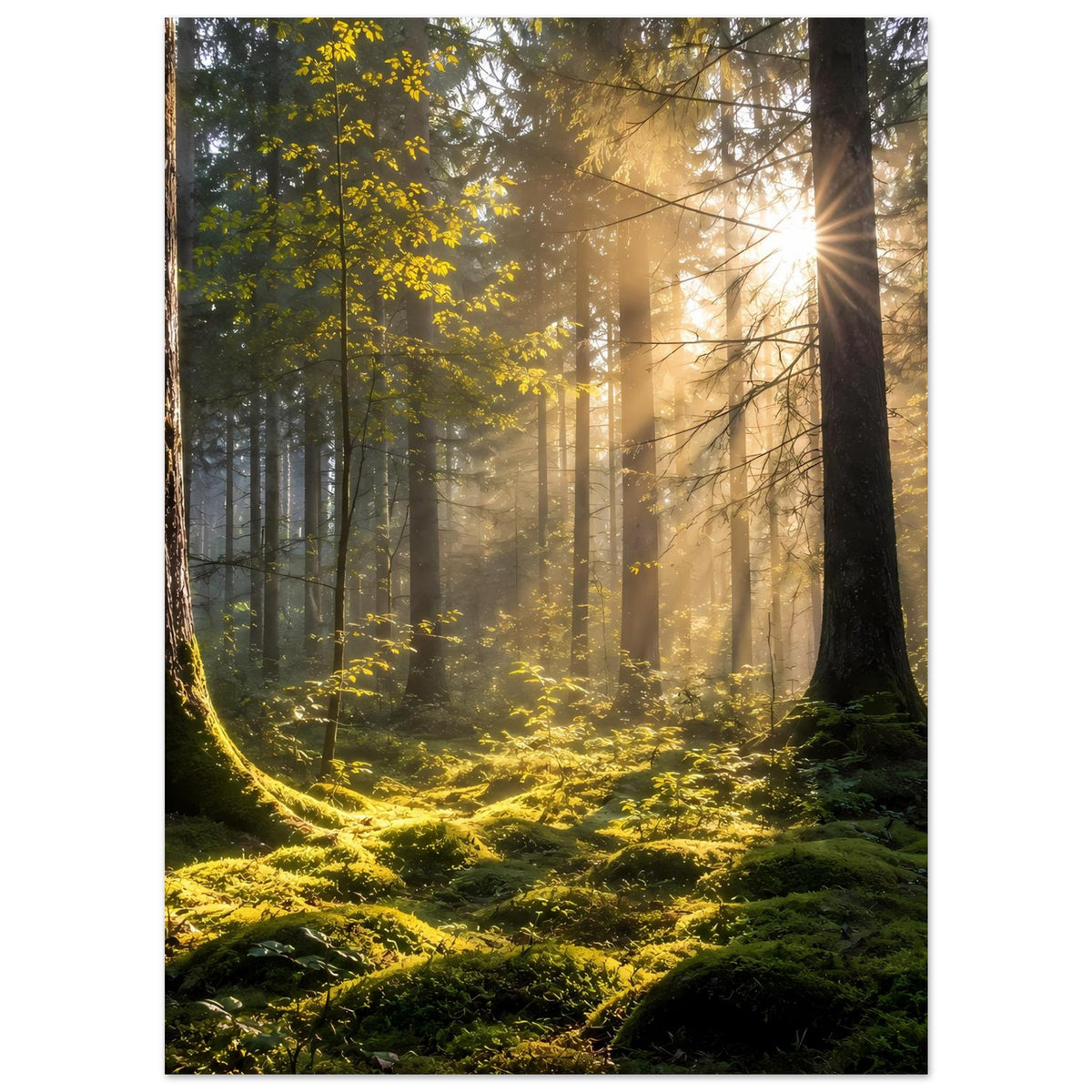 Wald-Poster, vertikal: Sonnenstrahlen durch hohe Bäume, gelbes Licht auf Moos und Farnen
