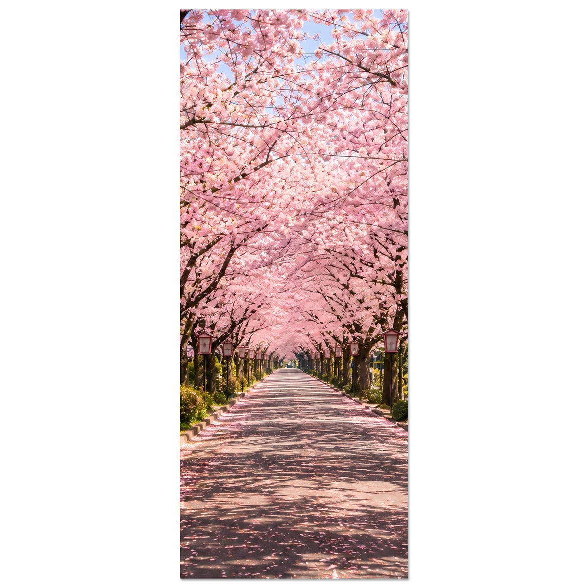 Vertikales Poster Kirschenblütenallee mit rosa Blütenkrone über dem Weg bis zur Ferne