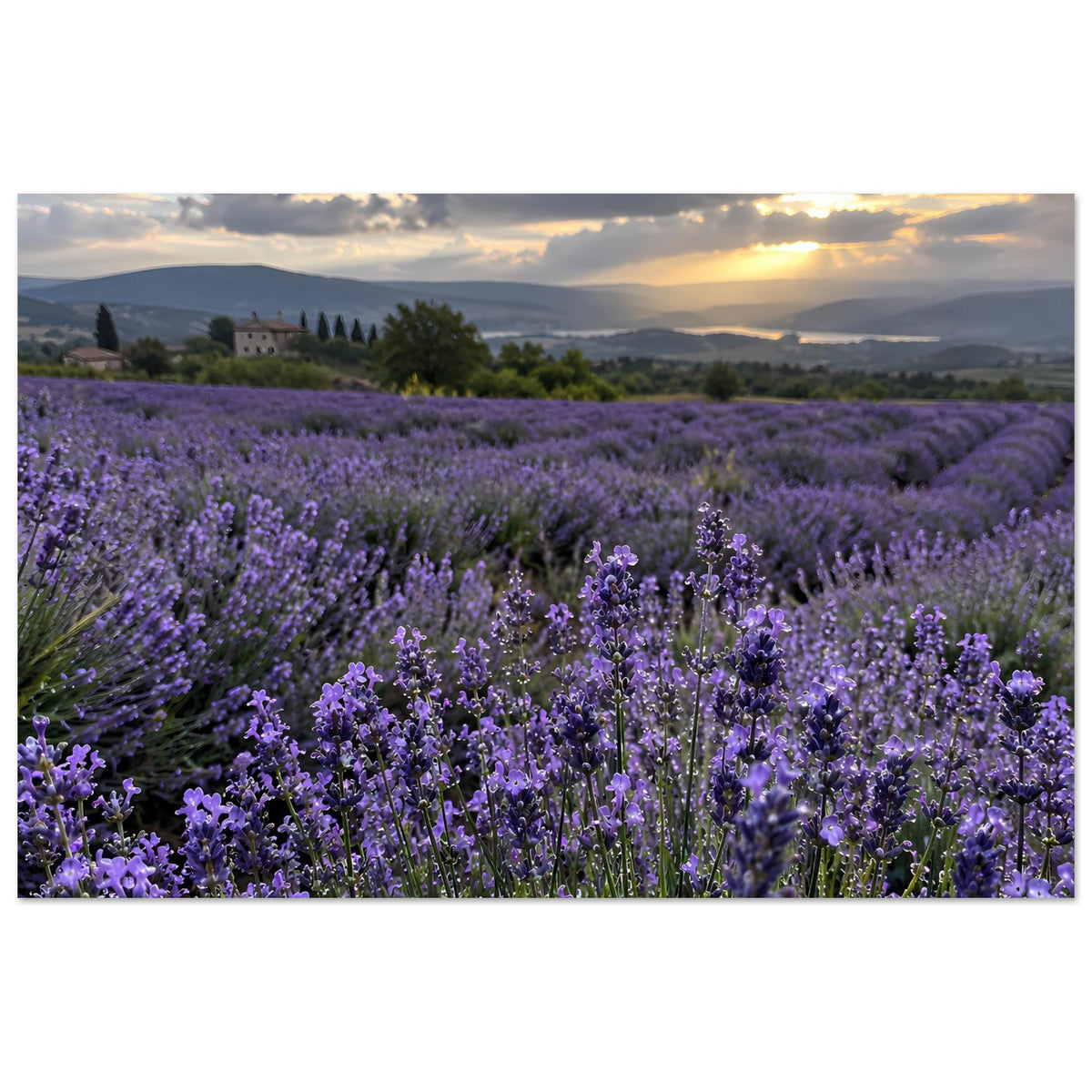 Lavendelfeld-Poster mit violetten Blüten und Sonnenuntergang, Querformat, Landschaft mit Reihen