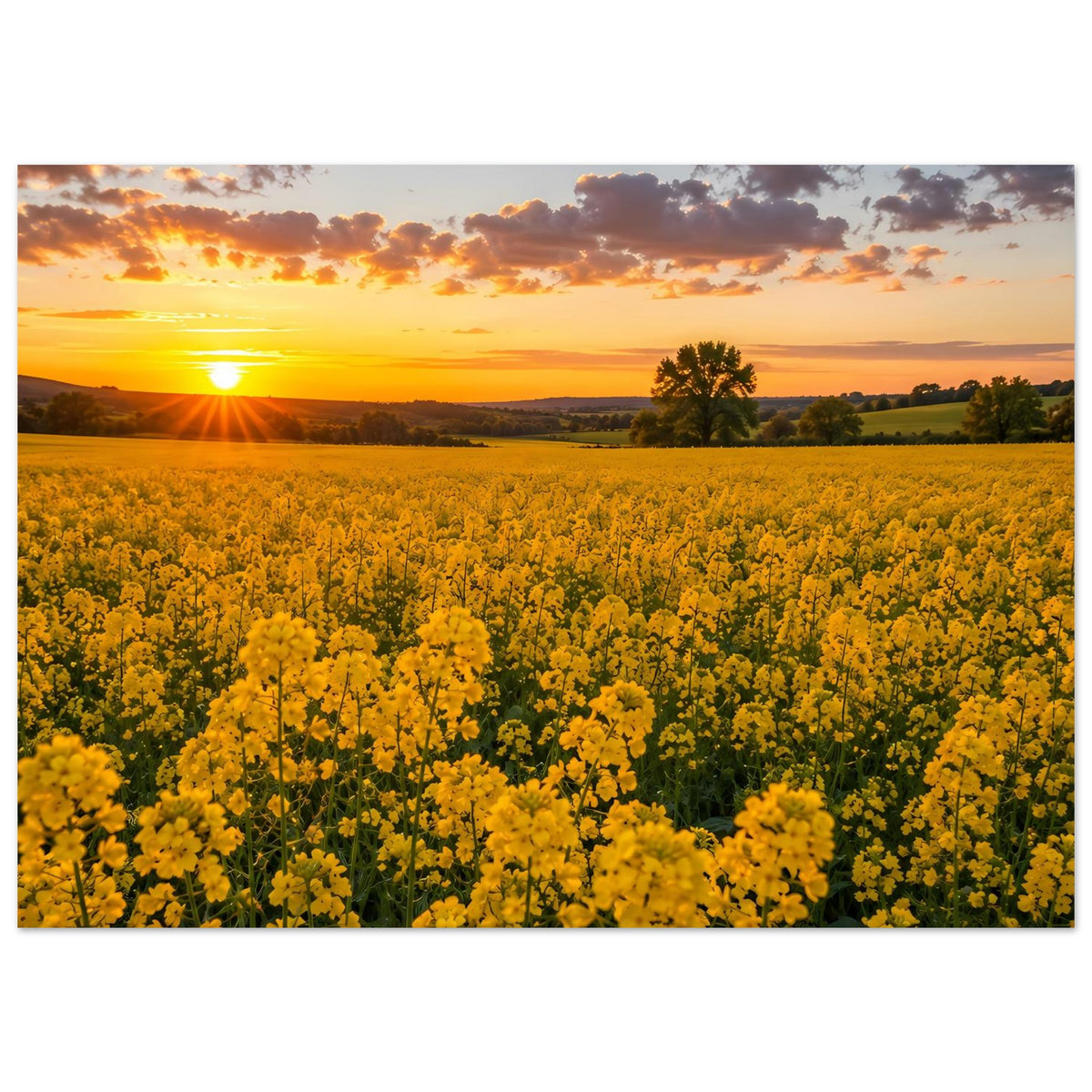 Horizontales Landschaftsposter: gelbe Blütenwiese mit Sonne und dunklen Wolken am Abendhimmel