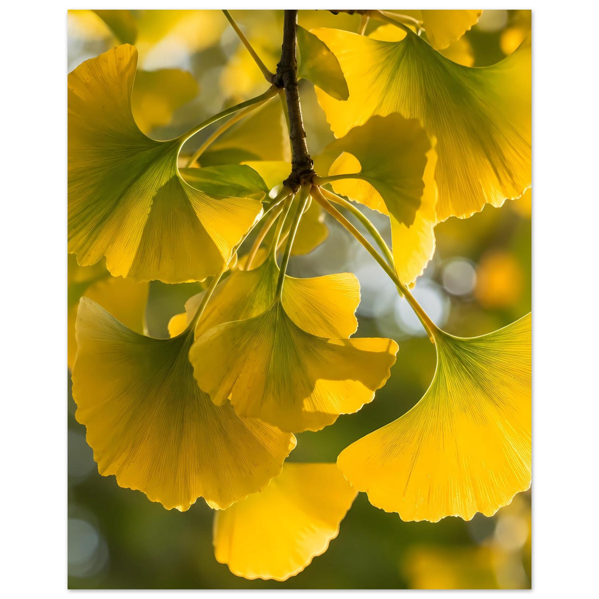 Poster mit Ginkgoblättern am Ast, gelbe Blätter und Blattfächer, hochformatig