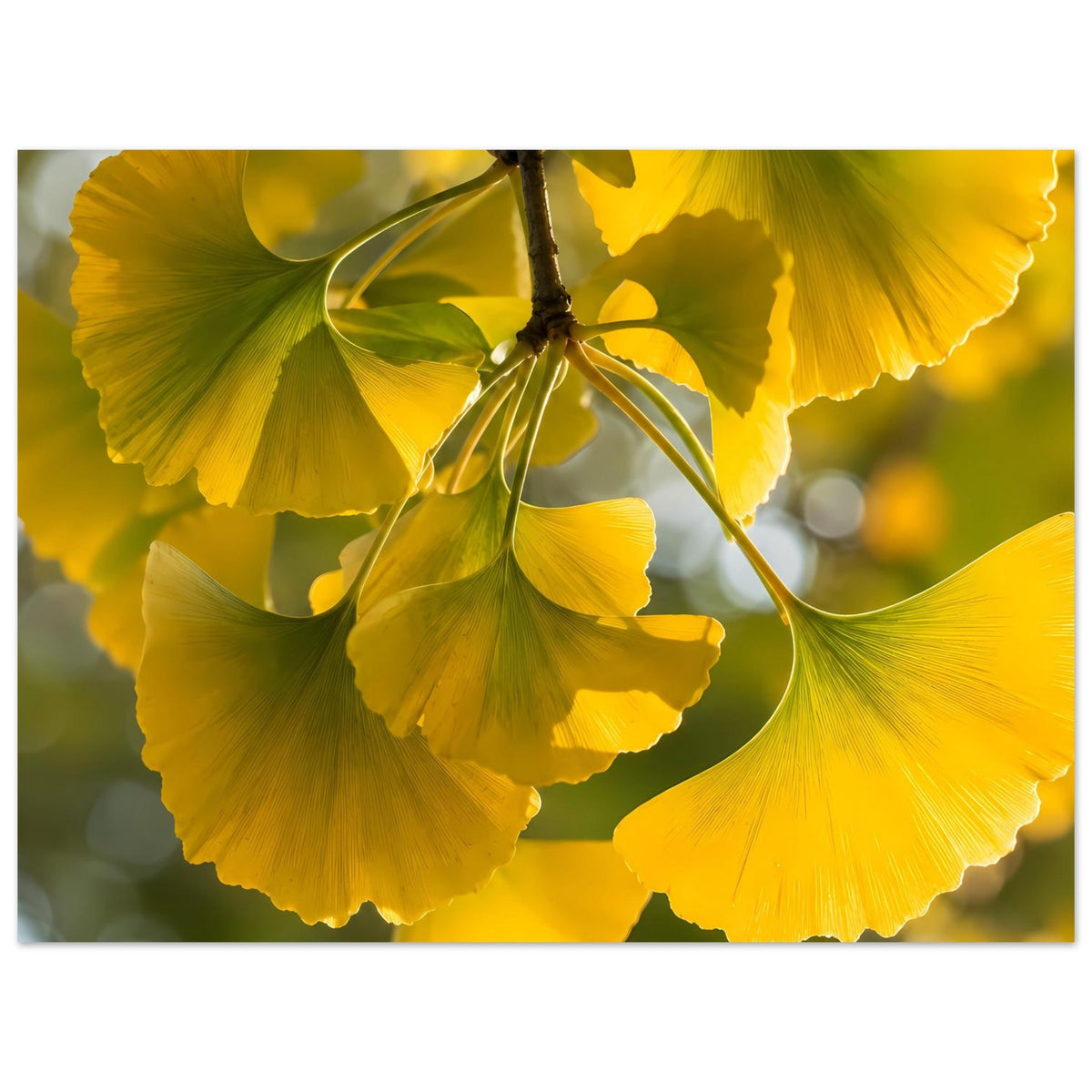 Poster-Motiv: Nahansicht gelber Ginkgoblätter an einem Ast, Querformat