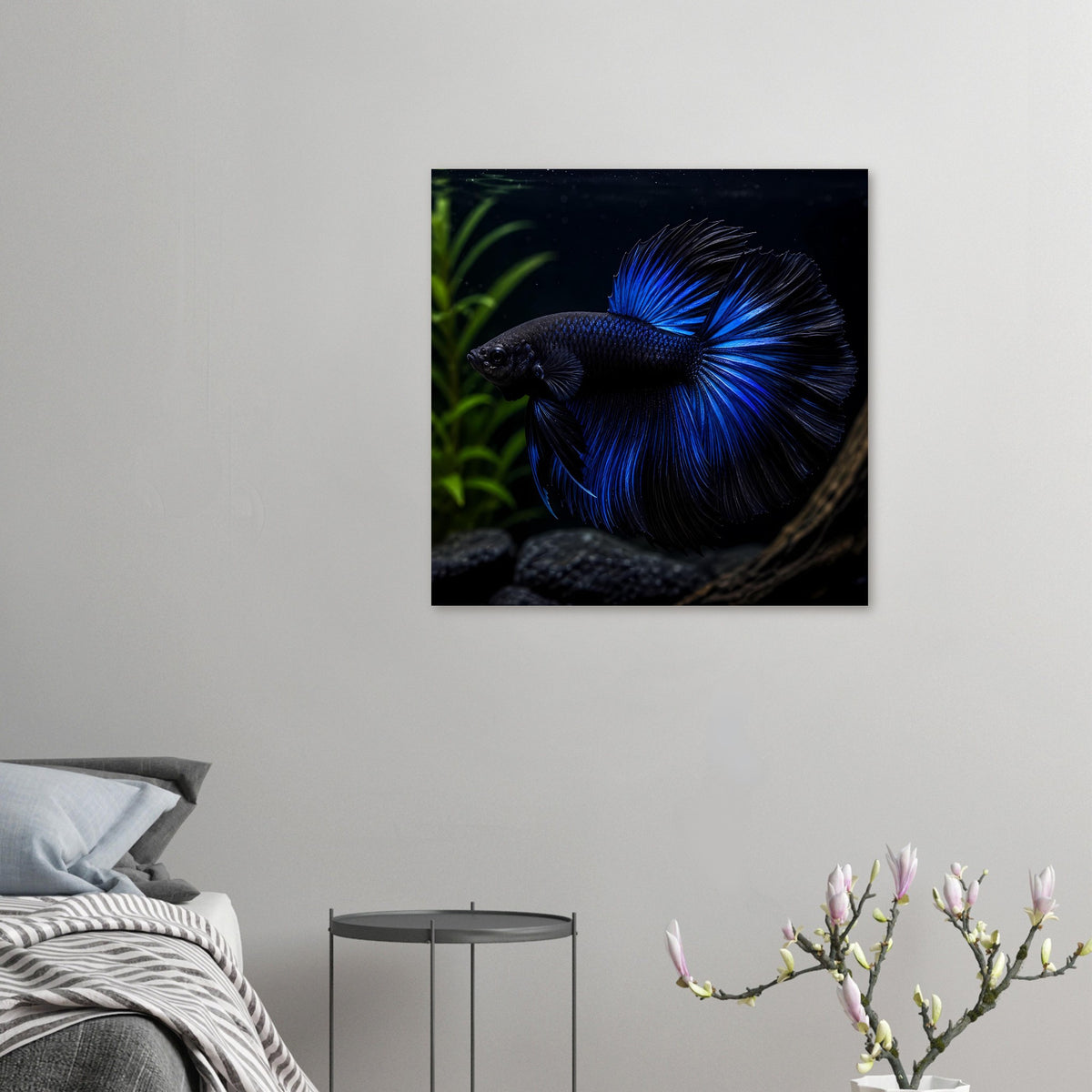Quadratisches Poster mit blauem Kampffisch (Betta) im Nahbereich, lange Flossen