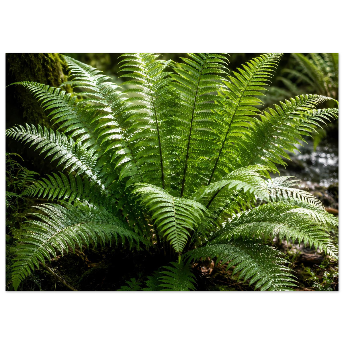 Botanisches Naturposter: grüne Farnwedel im Gesamtbild, viele schmale Blattabschnitte