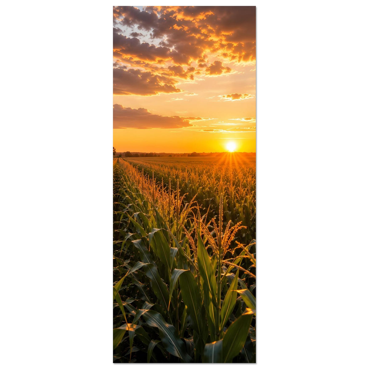 Vertikales Poster: Sonnenuntergang über Maisfeld mit Sonne am Horizont