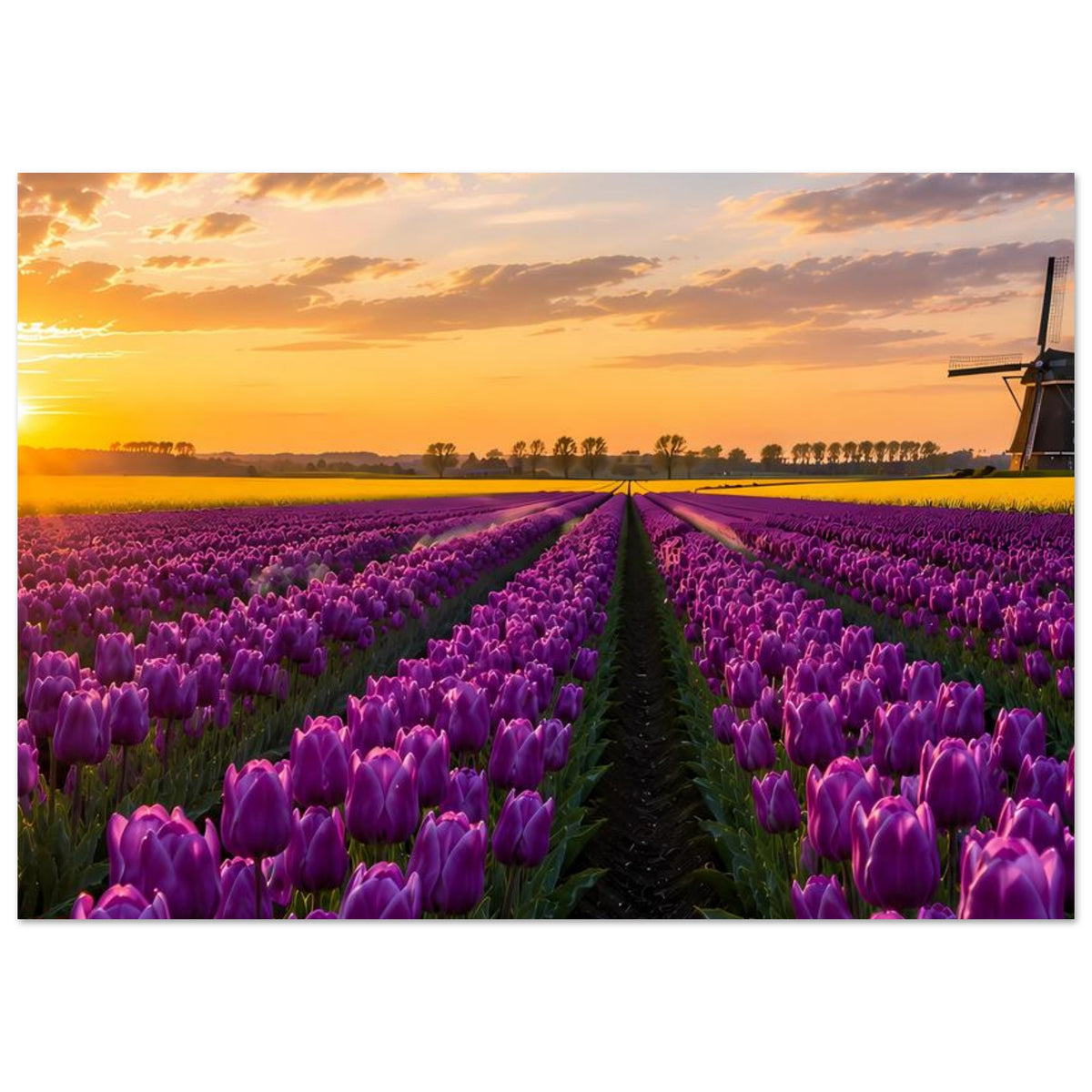 Poster im Querformat: lila Tulpenreihen bei Sonnenuntergang, Windmühle rechts