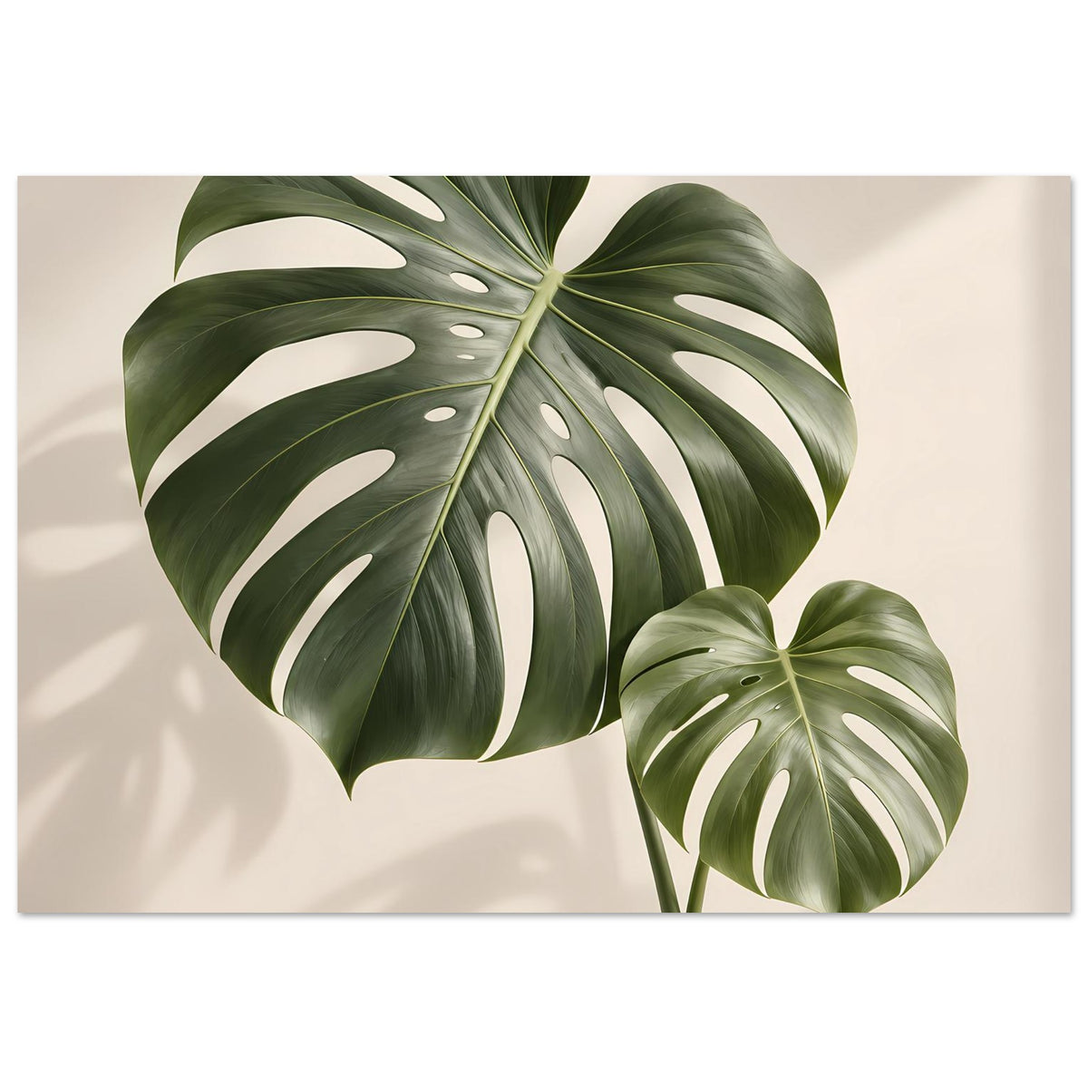 Botanisches Poster mit Monstera-Blättern, großes Blatt links, zweites rechts