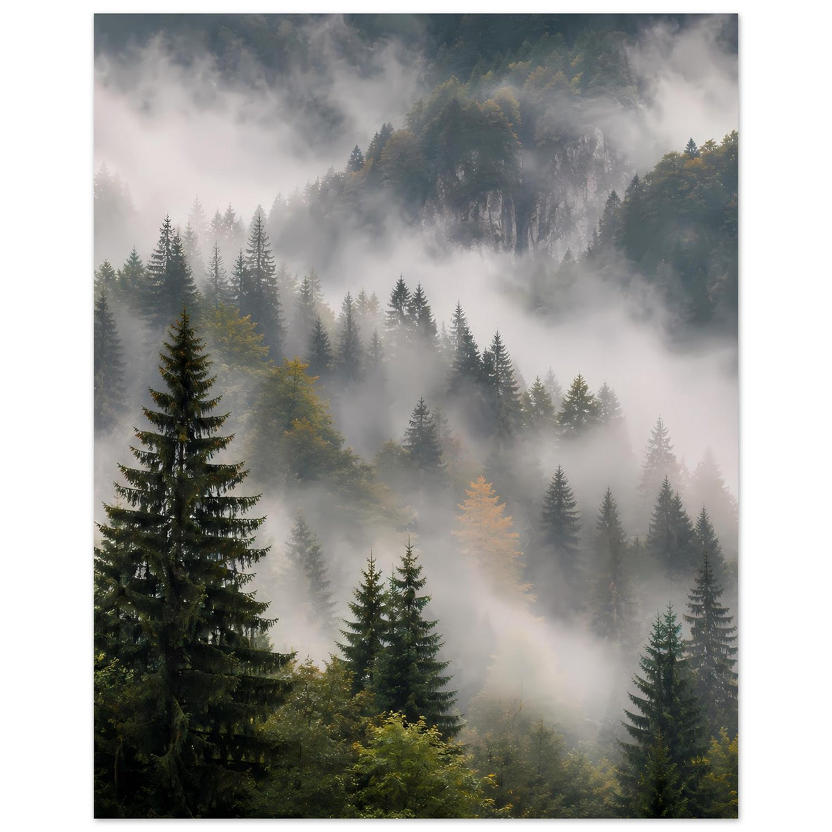 Waldposter in vertikaler Ansicht: Tannen zwischen Nebelschwaden und Bergmassiv