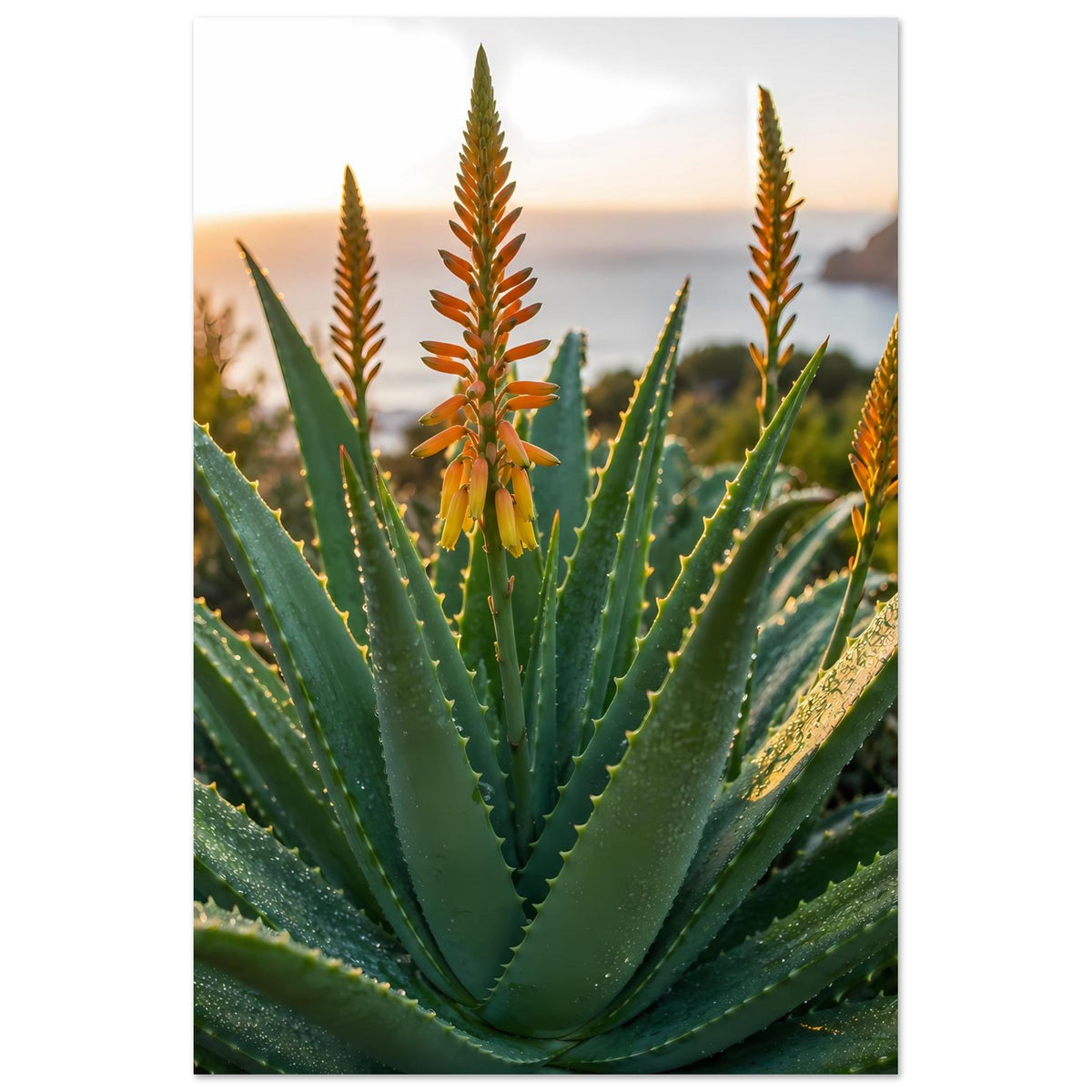 Hochformatiges Poster mit Aloe-Vera-Blättern und orangegelben Blütenstängeln vor Abendhimmel