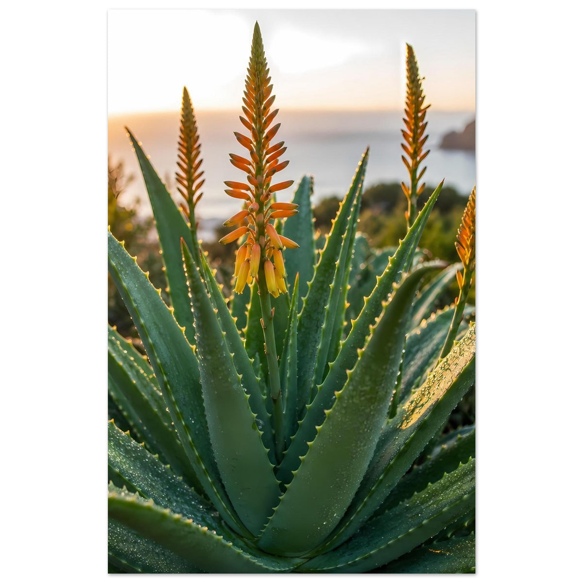 Poster mit Aloe-Pflanze, orange Blütentriebe und dicke grüne Blätter, Hochformat