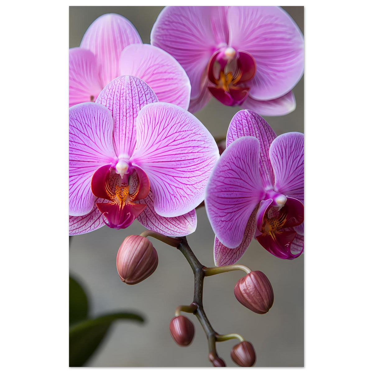 Orchideen-Porträt-Poster: lila Orchideenblüten mit Knospen an einem Zweig