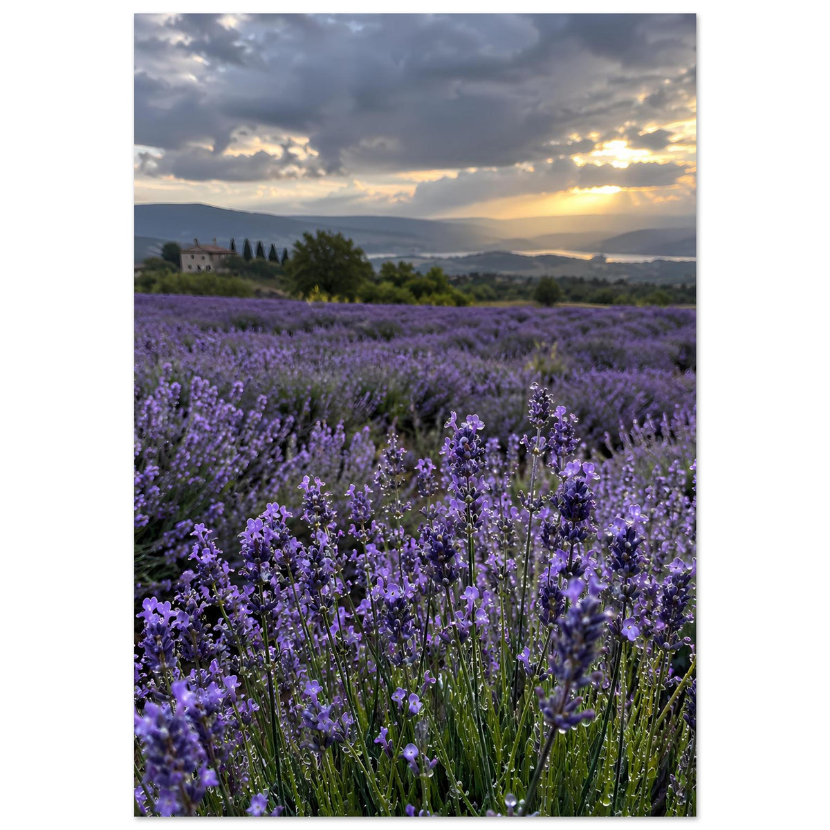 Poster mit Lavendelfeld, violette Blüten im Vordergrund und warme Abendstimmung