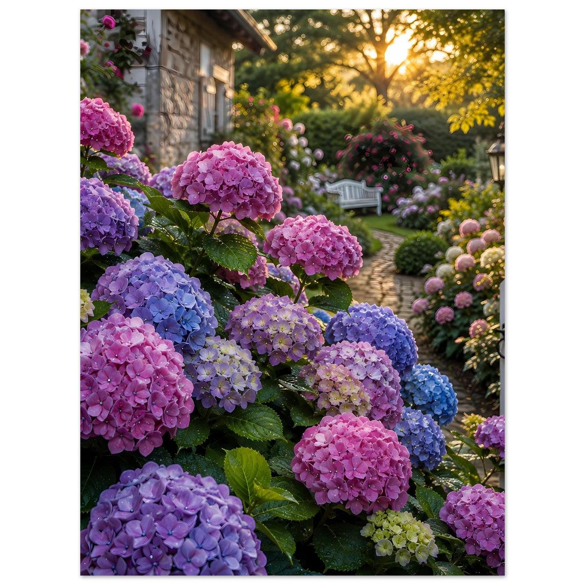 Premium-Poster mit Hortensien in Pink-, Blau- und Lila-Tönen, Gartenweg