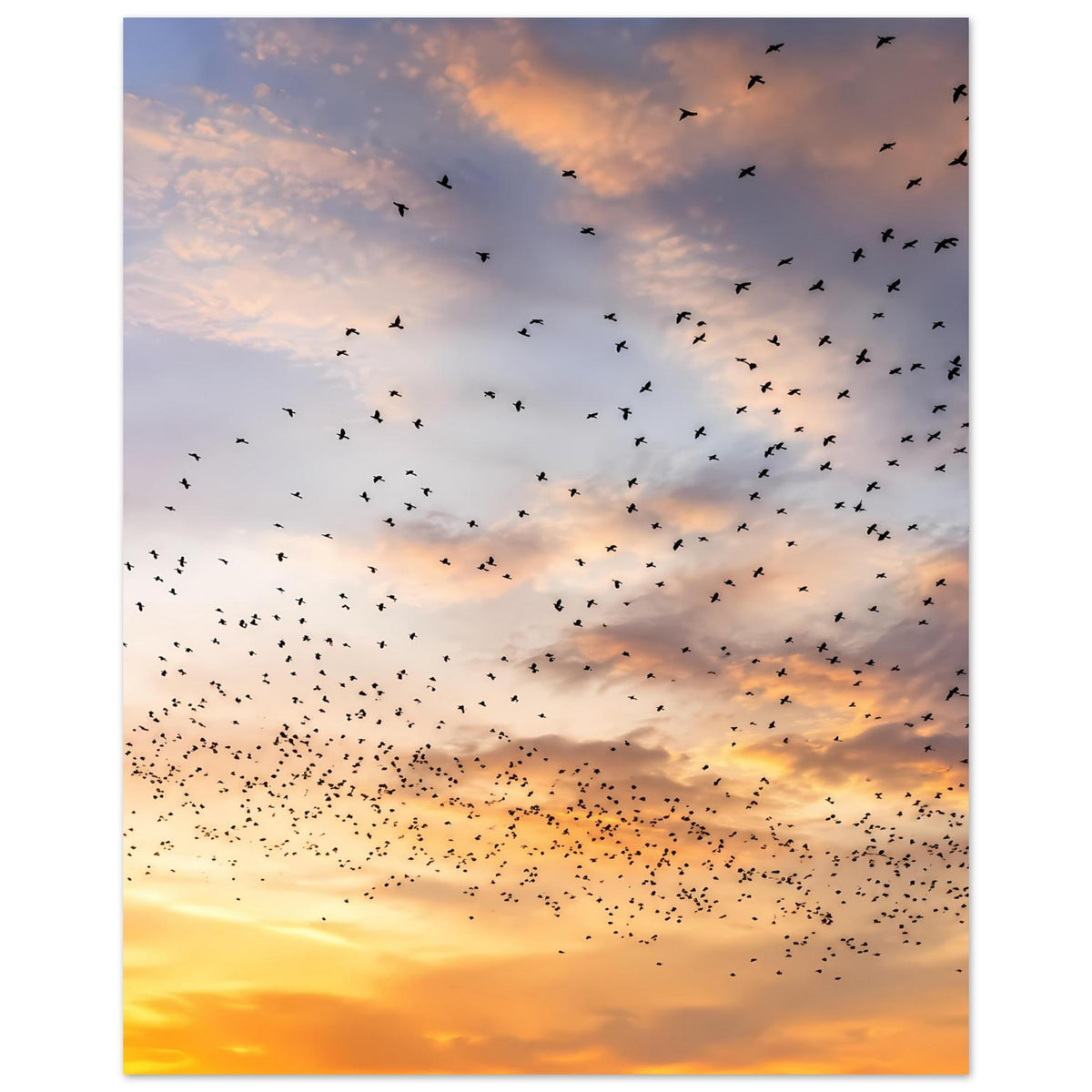 Kunstdruck-Poster (Hochformat) mit Vogelschwarm über Abendhimmel mit Wolken und Licht