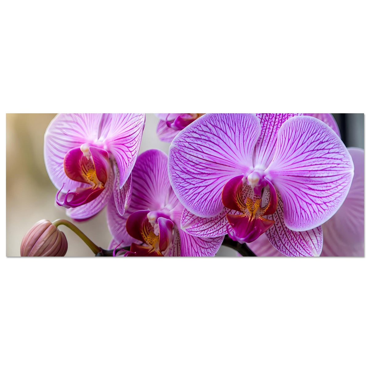 Horizontales Orchideenposter: violett-pinke Phalaenopsisblüten mit deutlicher Aderung