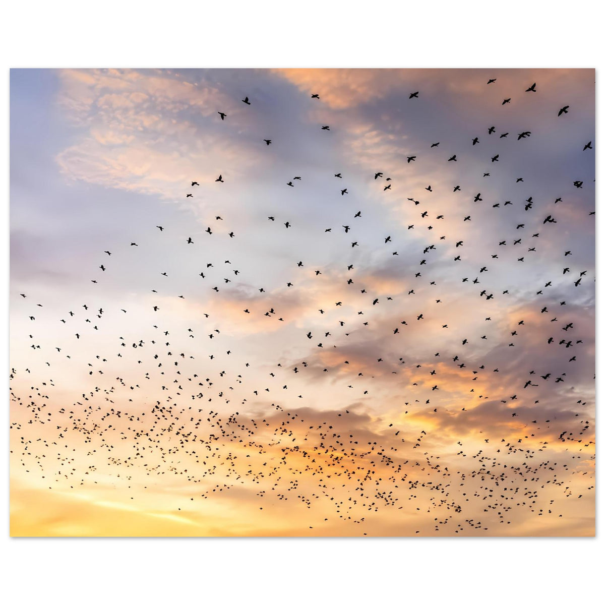 Kunstdruckposter mit Vogelschwarm über goldenem Sonnenuntergang, viele schwarze Vögel