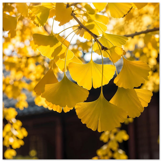 Poster mit goldgelben Ginkgoblättern an dünnen Zweigen, warmes Herbstmotiv im Hochformat