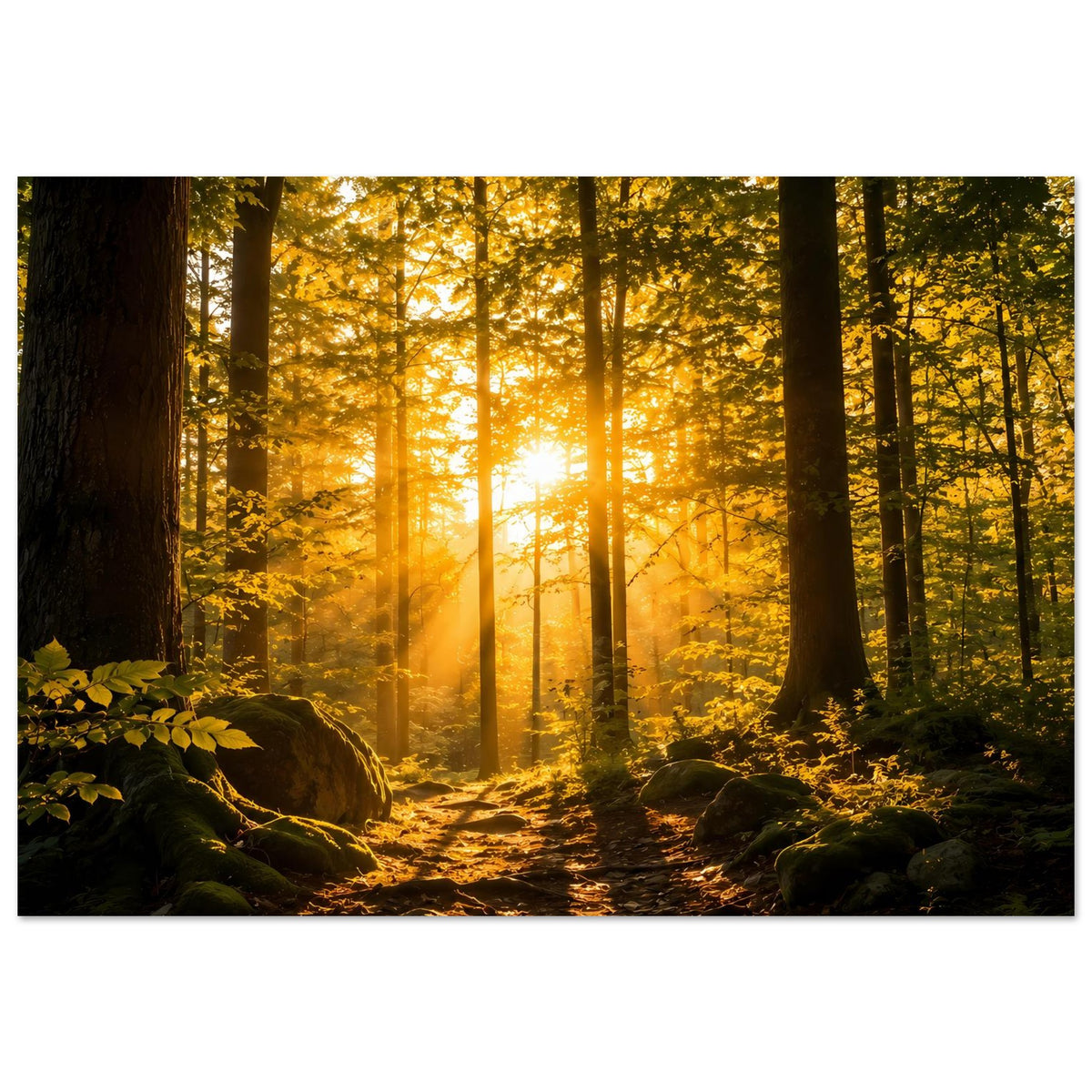 Wandposter querformat: Waldpfad im warmen Licht, Büsche am Boden und hohe Bäume