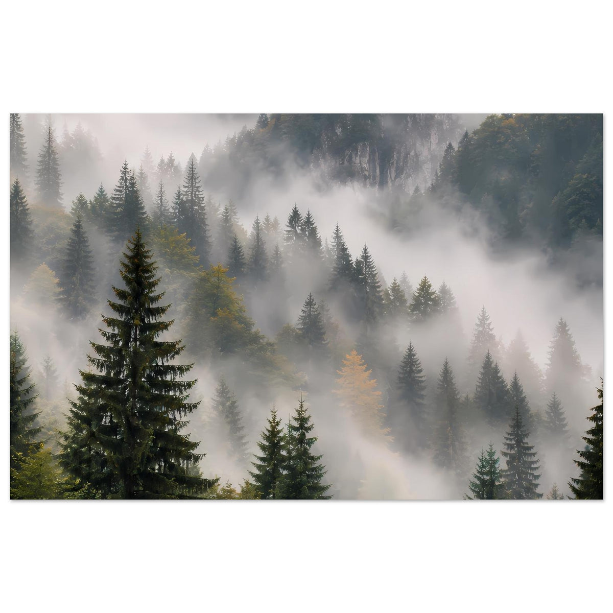 Poster im Querformat: Nadelwald mit Nebel und Lichtstrahlen, ruhige Waldlandschaft