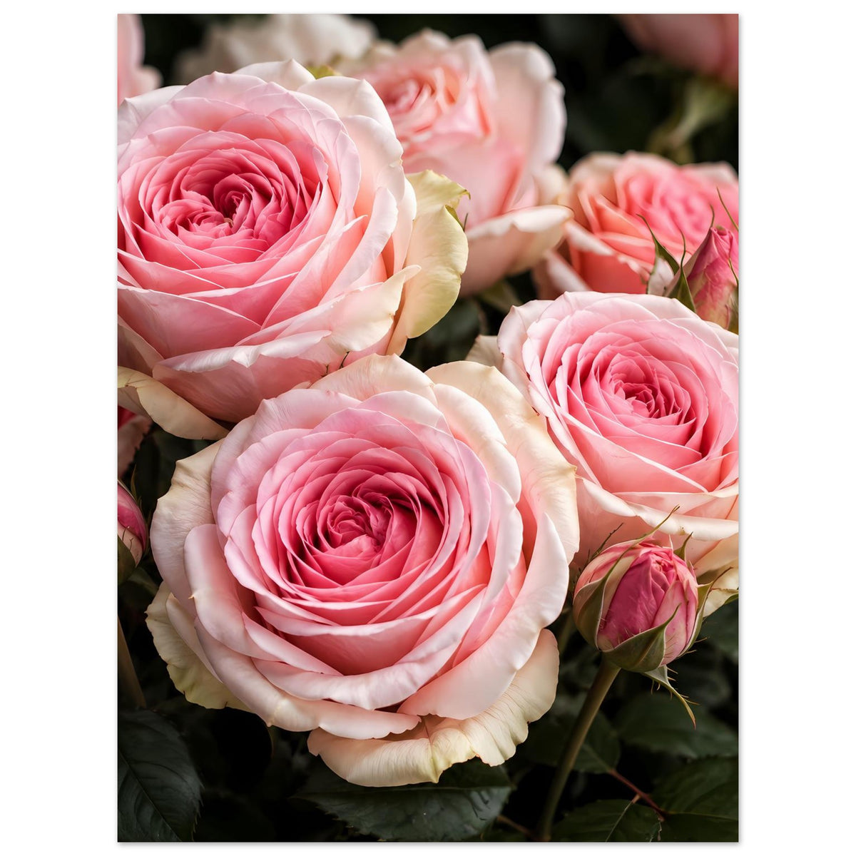 Rosen-Fine-Art-Poster mit drei rosa-weißen Rosenblüten und Knospen, im Hochformat