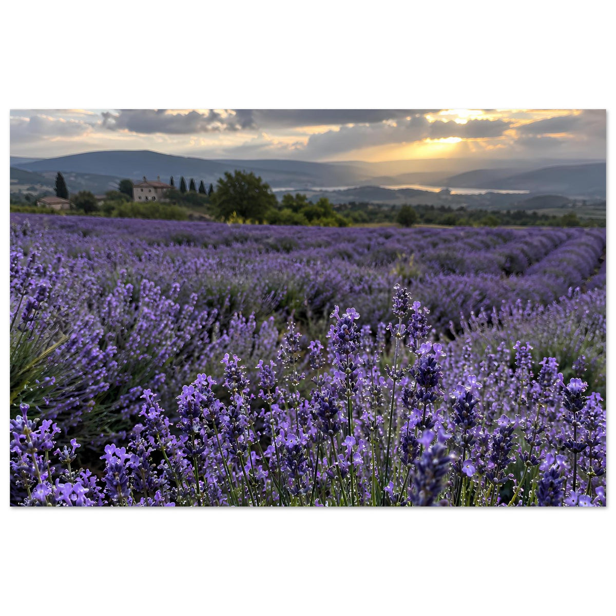 Lavendelfeld-Poster mit violetten Blüten in Reihen, Sonnenuntergang, Querformat