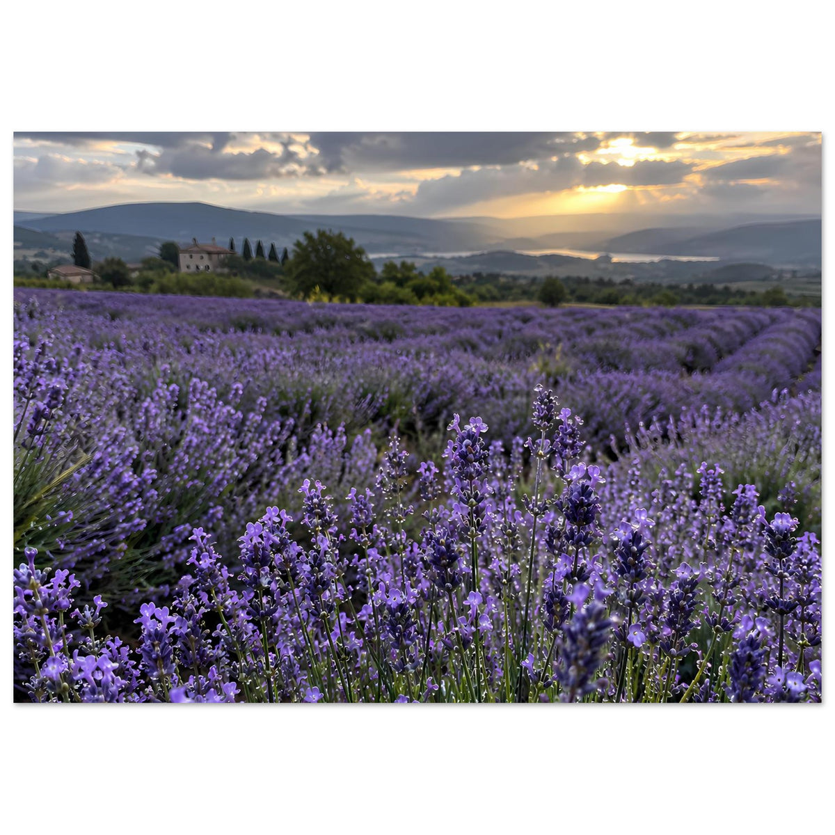 Horizontales Poster mit Lavendelfeld in Violett, Sonnenuntergang und Landschaftsblick