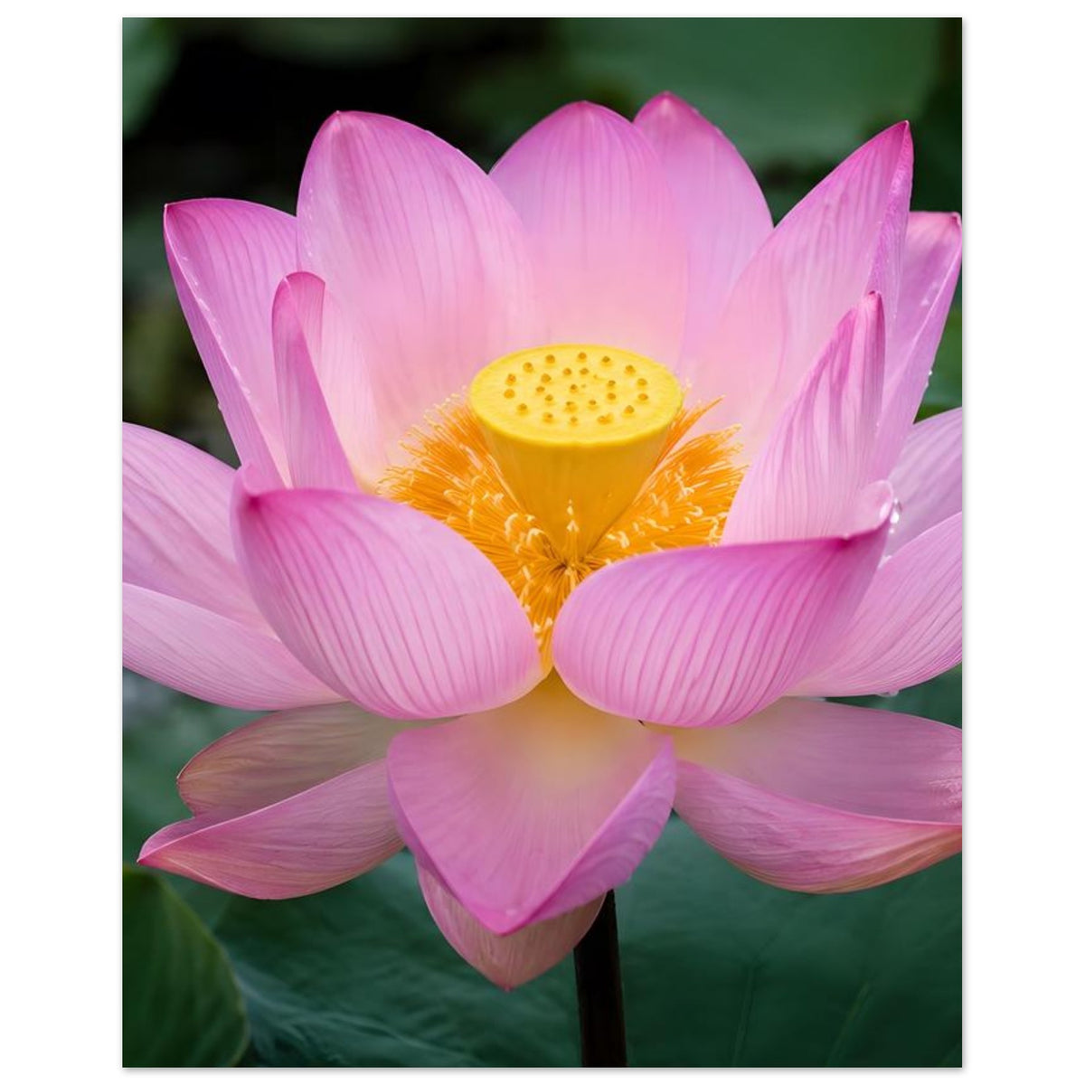 Lotusblüten-Poster mit vollständiger pinker Lotusblüte und gelbem Zentrum im Rahmen