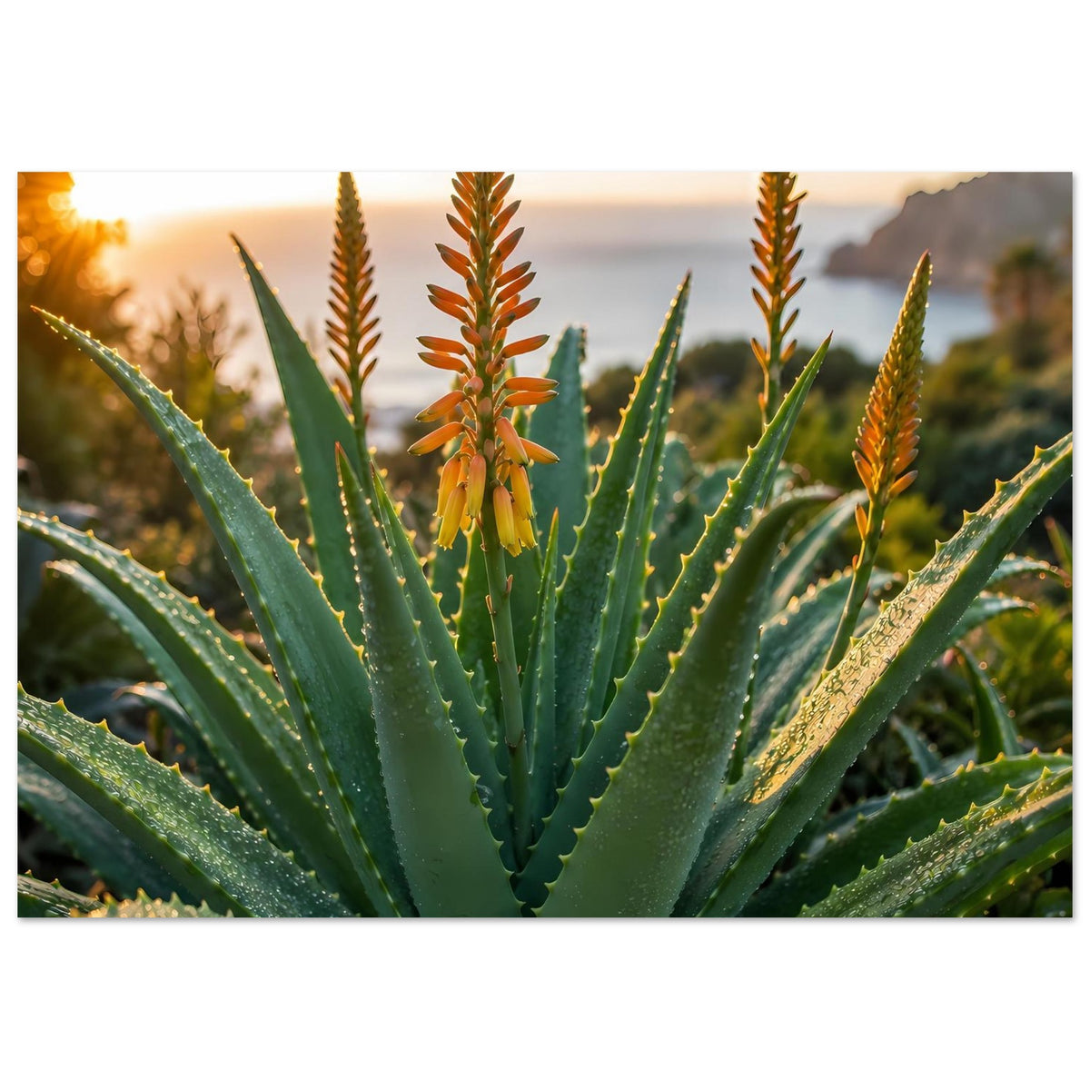Poster mit Aloe-Sukkulente, orangefarbenen Blüten und spitzen grünen Blättern