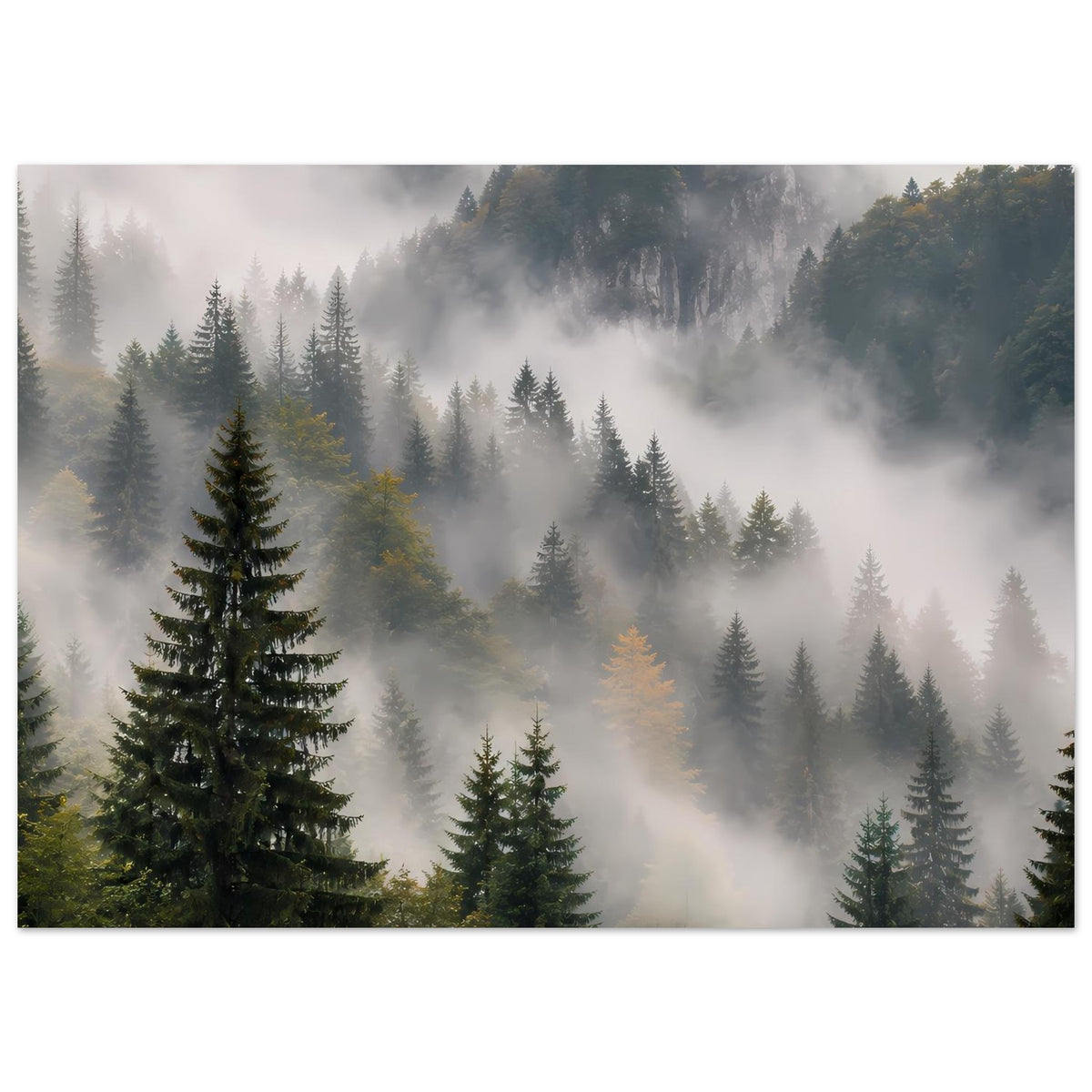 Wandposter mit Waldpanorama und Nebelschleiern, Tannenbäume in kühlen Grautönen