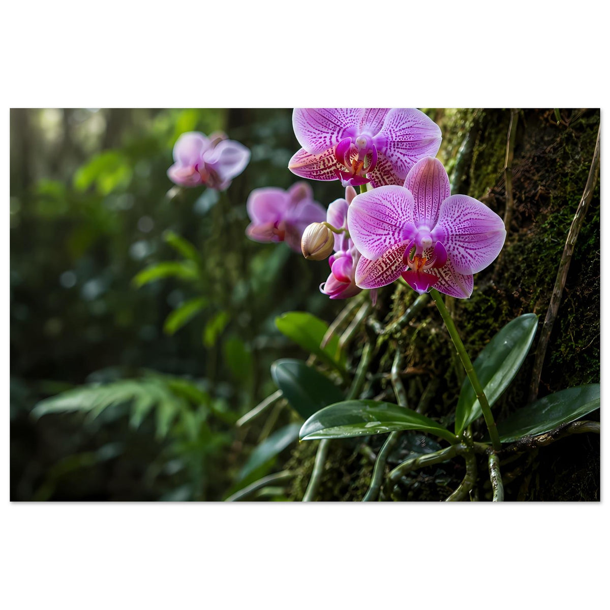 Botanisches Orchideen-Poster: violette Orchideenblüten vor moosiger Rinde, leicht schräger Blick