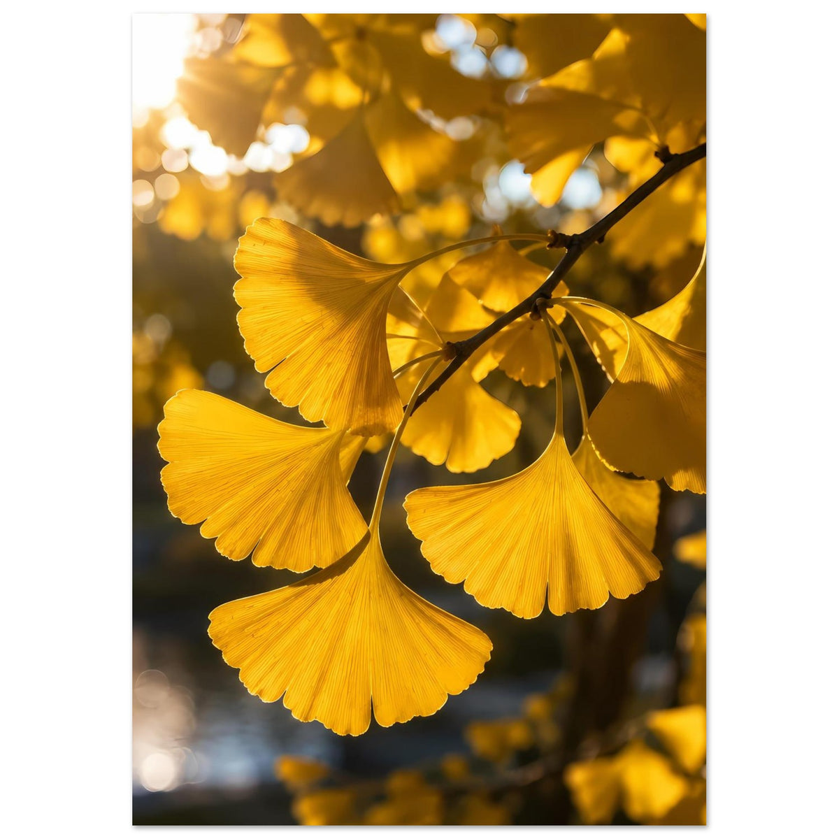 Poster mit goldgelben Ginkgoblättern an dunklem Zweig, klare Blattformen