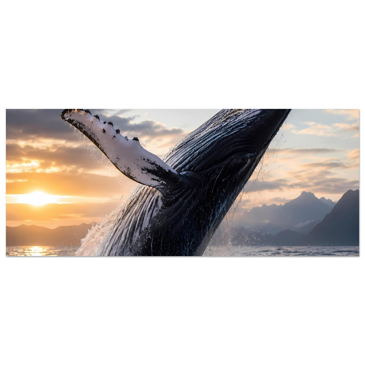 Poster im Querformat: Buckelwal springt aus dem Wasser, Sonnenuntergangslicht