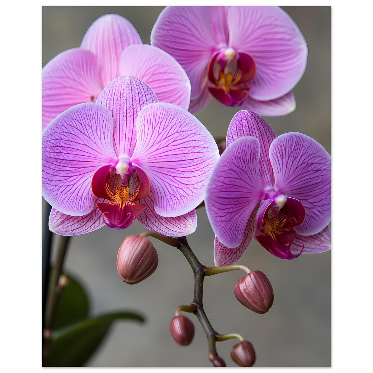 Orchideen-Poster mit großen lila-rosa Blüten und mehreren rosa Knospen, florales Motiv