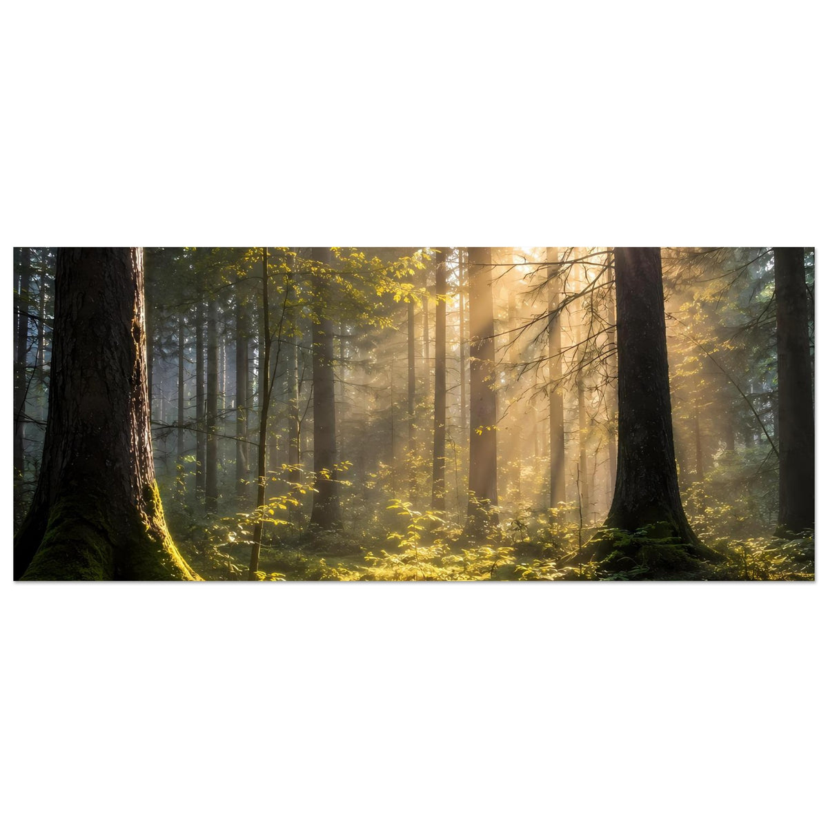 Wald-Poster horizontal: Sonnenlicht im dichten Wald, leuchtender Boden aus Moos und Farnen