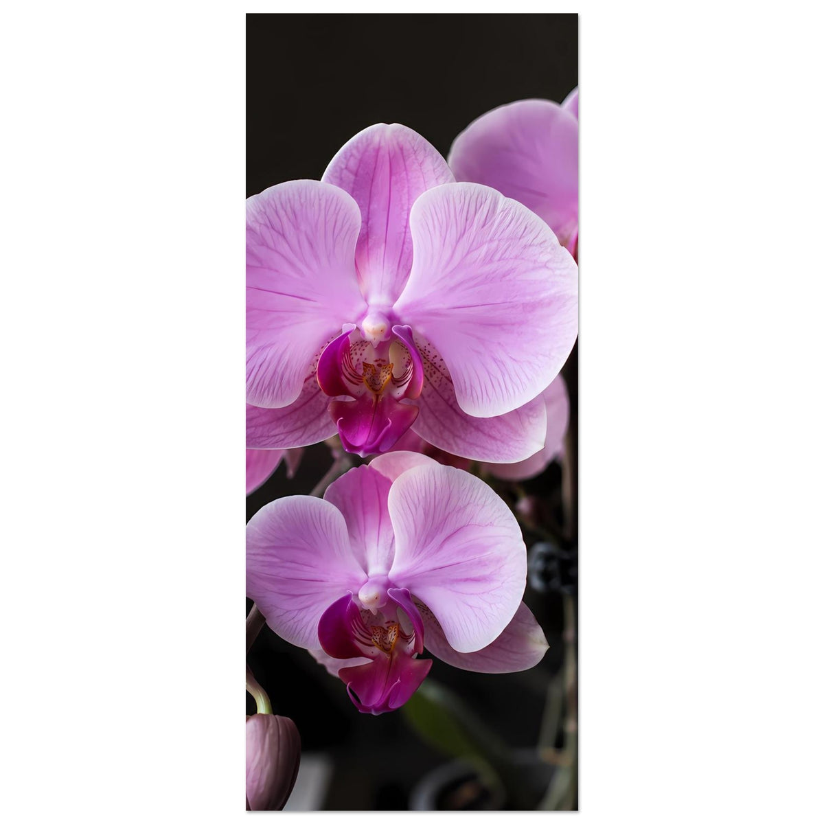 Hochkant-Orchideenblüten-Poster mit lila-rosa Phalaenopsisblüten, Ausschnitt